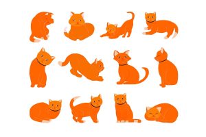 Cat body language chart