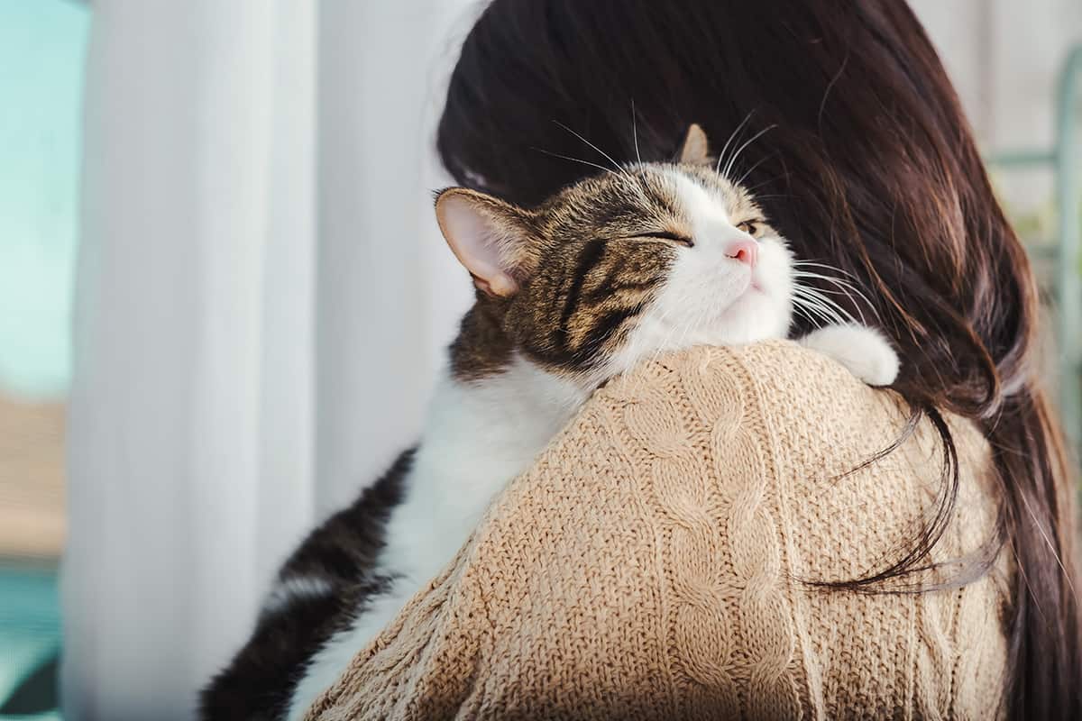 Do Cats Purr When They’re Happy