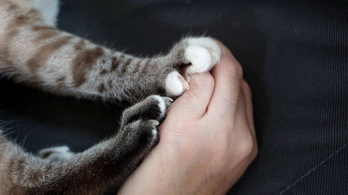 Why Do Cats Knead with Their Paws A Cat Blog